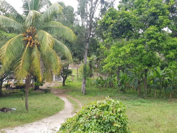 First image of Springfield Sheffield in Shefeild, Westmoreland, Jamaica - property is For Sale