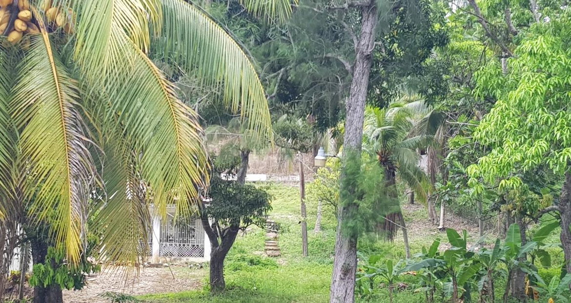 Seventh image of Springfield Sheffield in Shefeild, Westmoreland, Jamaica - property is For Sale