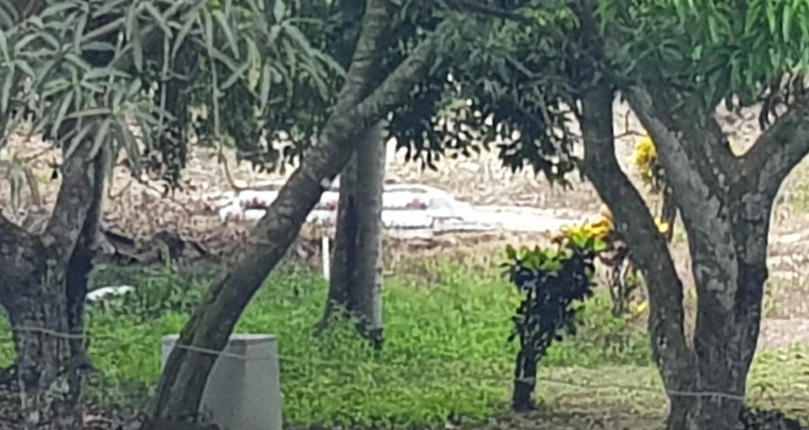 Ninth image of Springfield Sheffield in Shefeild, Westmoreland, Jamaica - property is For Sale