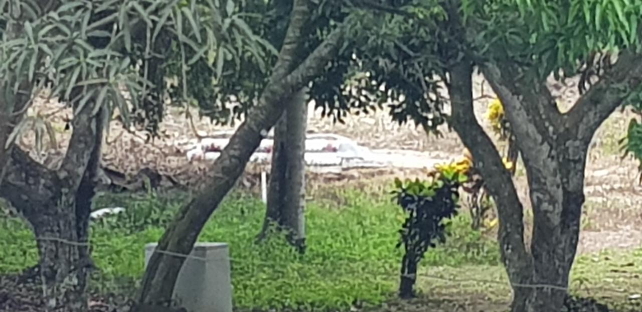 Ninth image of Springfield Sheffield in Shefeild, Westmoreland, Jamaica - property is For Sale
