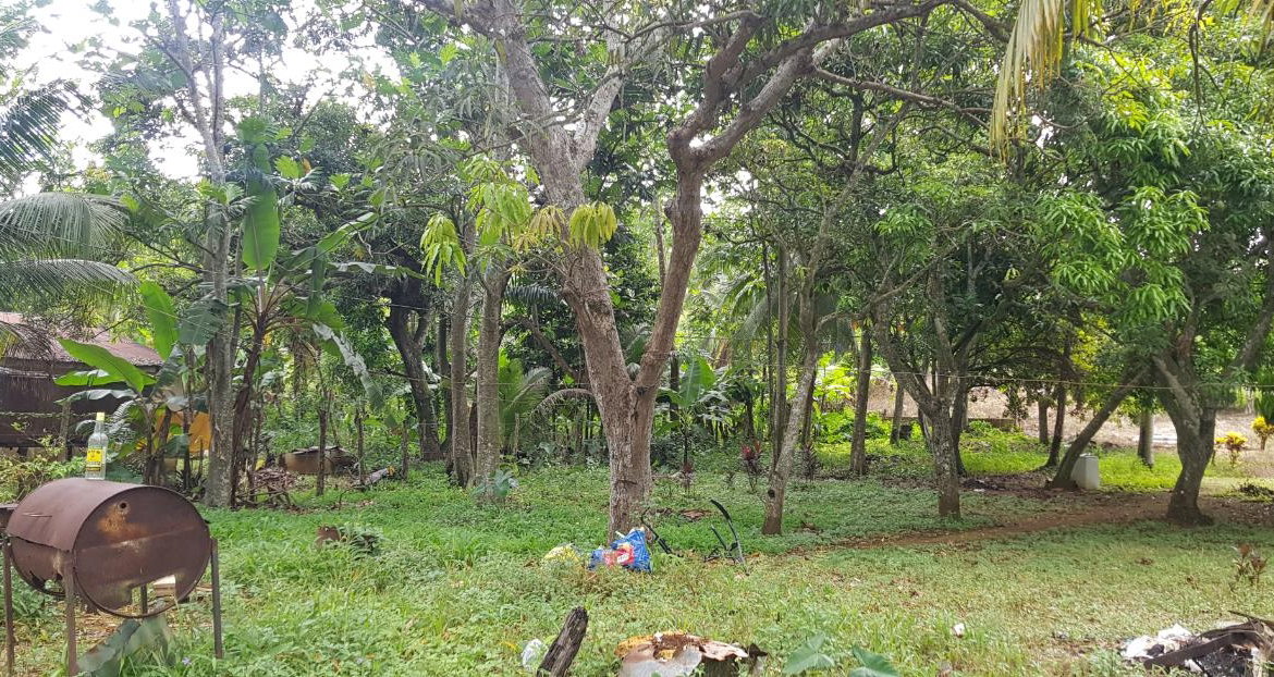 Tenth image of Springfield Sheffield in Shefeild, Westmoreland, Jamaica - property is For Sale
