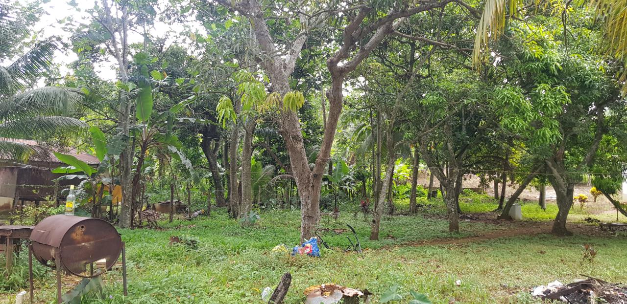 Tenth image of Springfield Sheffield in Shefeild, Westmoreland, Jamaica - property is For Sale