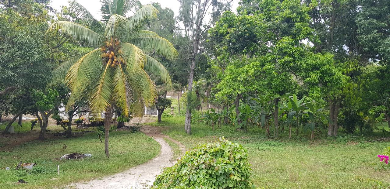 First image of Springfield Sheffield in Shefeild, Westmoreland, Jamaica - property is For Sale