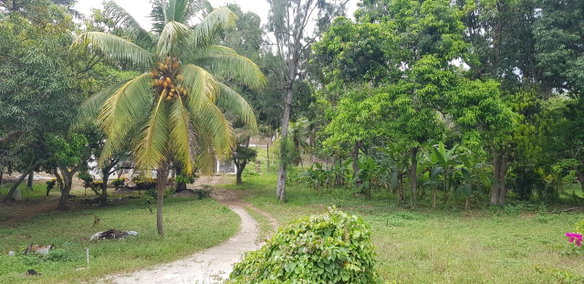 First image of Springfield Sheffield in Shefeild, Westmoreland, Jamaica - property is For Sale