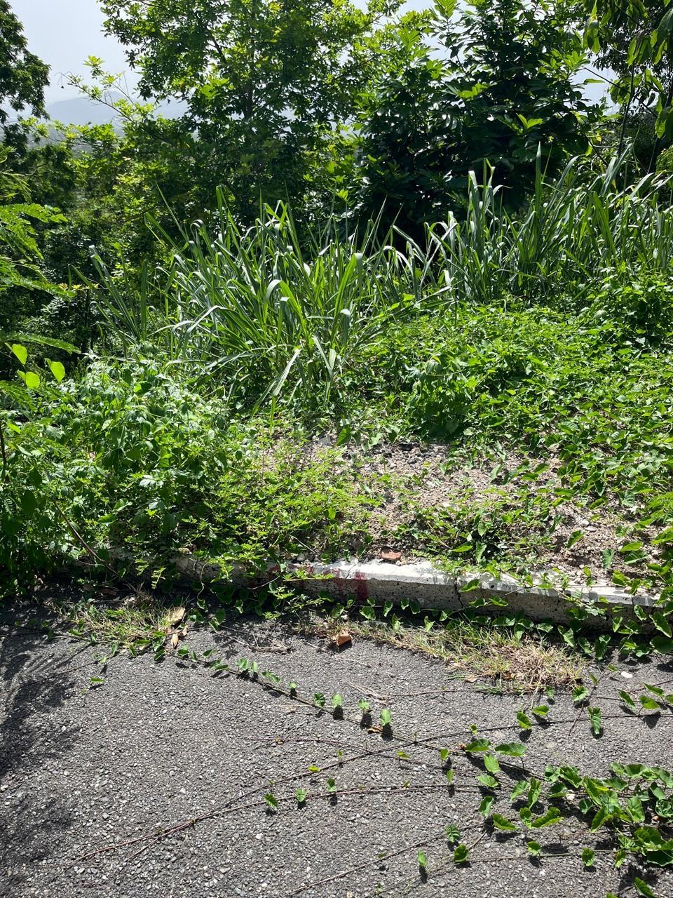 Prime-1.25-Acre-Residential-Lot-for-Sale-in-Kingston-6 Thirteenth image of 4 Ridgeway Terrace in Kingston 6, St. Andrew, Jamaica - property is For Sale