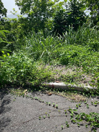 Fourteenth image of 4 Ridgeway Terrace in Kingston 6, St. Andrew, Jamaica - property is For Sale