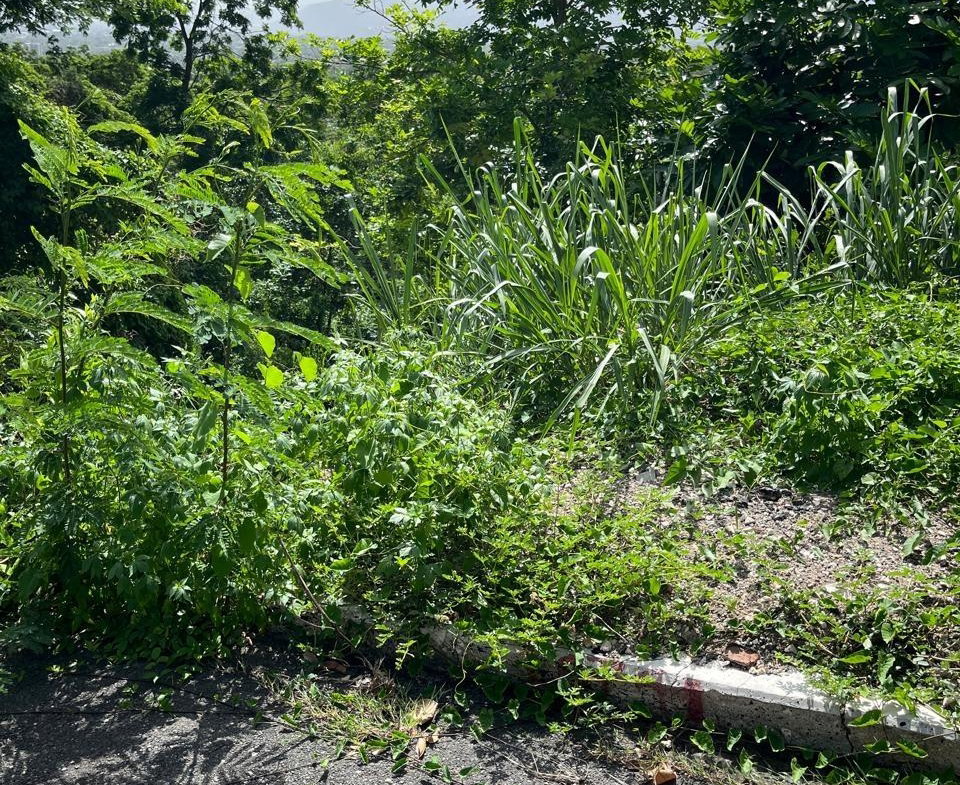 Fourth image of 4 Ridgeway Terrace in Kingston 6, St. Andrew, Jamaica - property is For Sale
