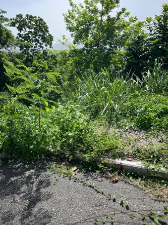 Fourth image of 4 Ridgeway Terrace in Kingston 6, St. Andrew, Jamaica - property is For Sale