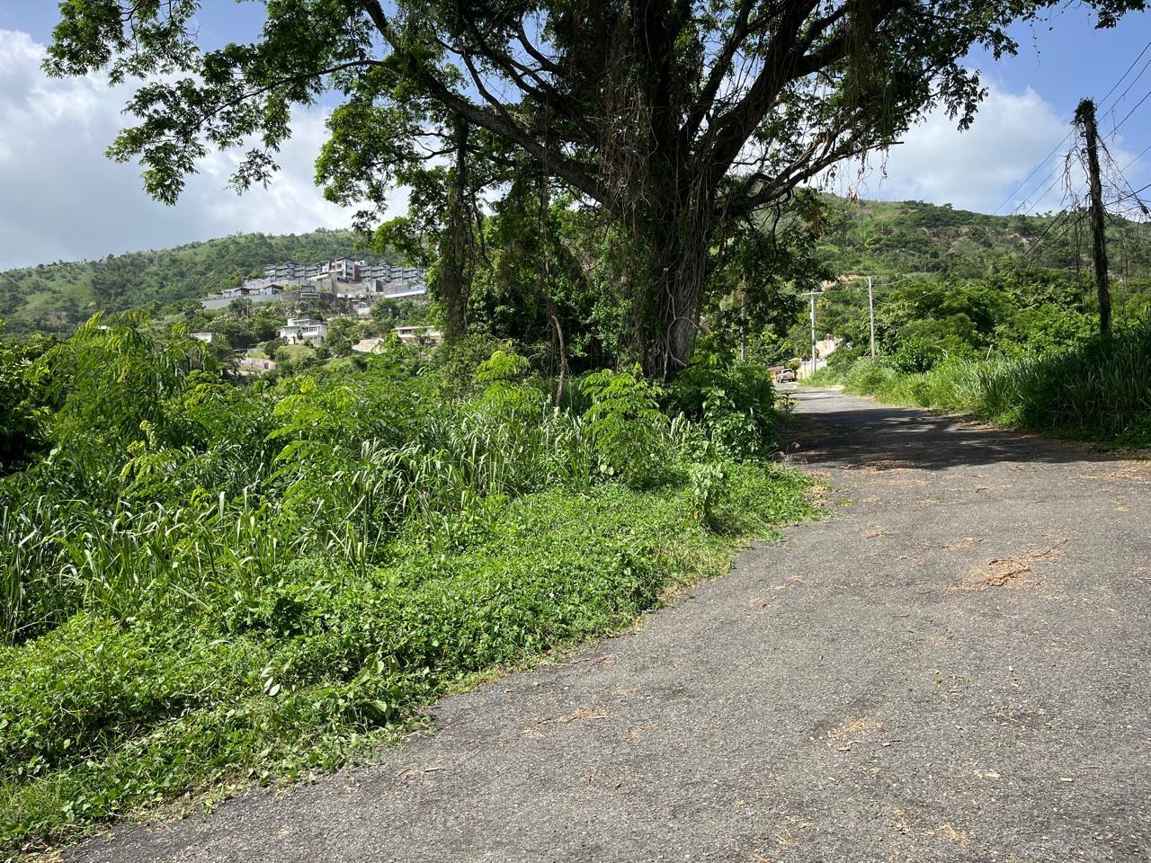 Prime-1.25-Acre-Residential-Lot-for-Sale-in-Kingston-6 Fifth image of 4 Ridgeway Terrace in Kingston 6, St. Andrew, Jamaica - property is For Sale