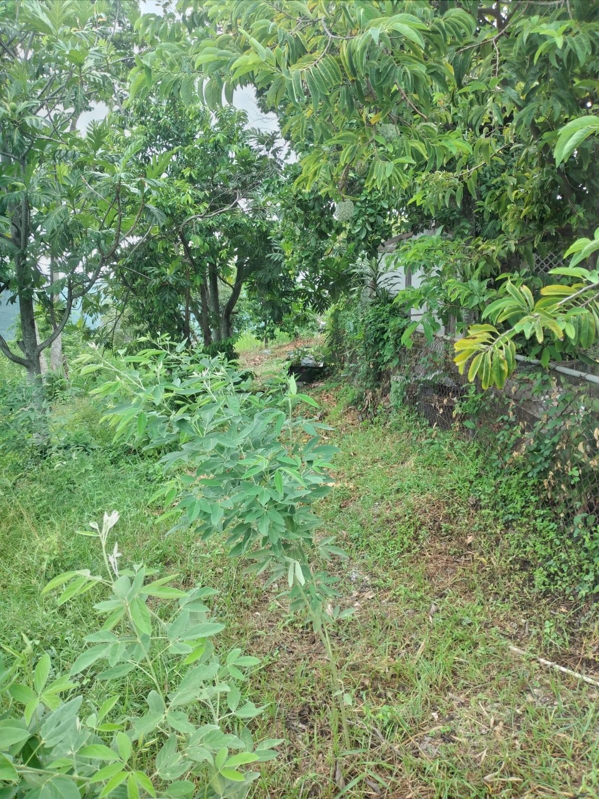 Fourteenth image of Lot 2a2b2c-skyline dr Jacks Hill in Jacks Hill, St. Andrew, Jamaica - property is For Sale
