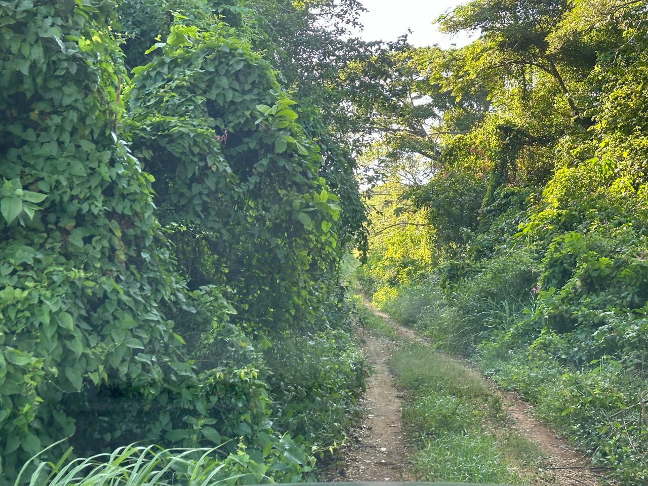 Prime-1.88-Acres-Residential-Land-for-Sale-in-Duncans-Bay-Jamaica Second image of Clermont, Duncan's Bay in DUNCAN BAY, Trelawny, Jamaica - property is For Sale