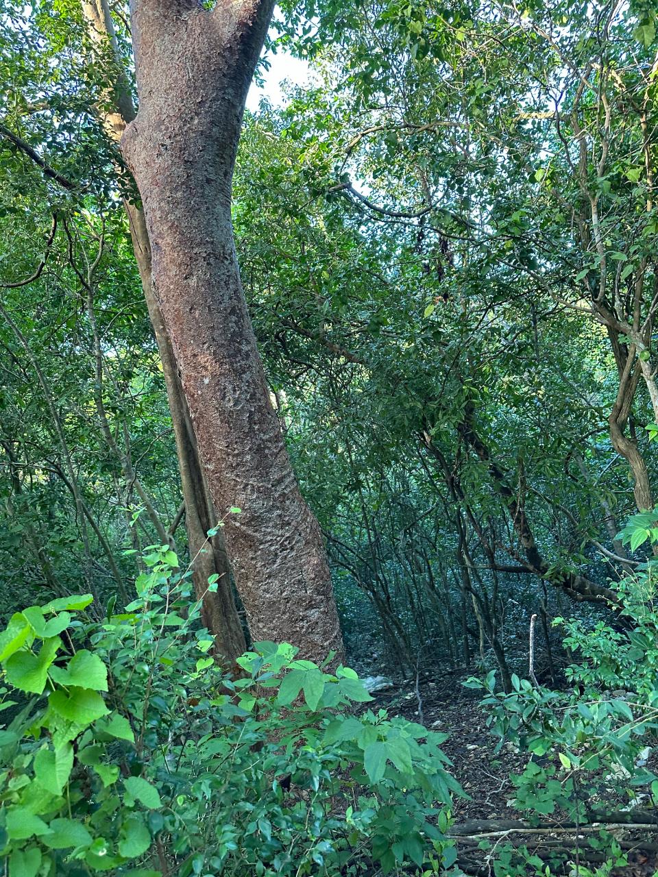 Prime-1.88-Acres-Residential-Land-for-Sale-in-Duncans-Bay-Jamaica Twelfth image of Clermont, Duncan's Bay in DUNCAN BAY, Trelawny, Jamaica - property is For Sale