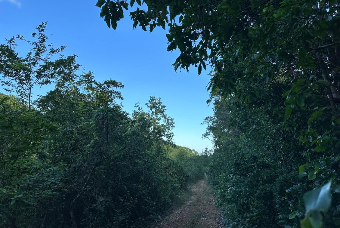 Third image of Clermont, Duncan's Bay in DUNCAN BAY, Trelawny, Jamaica - property is For Sale