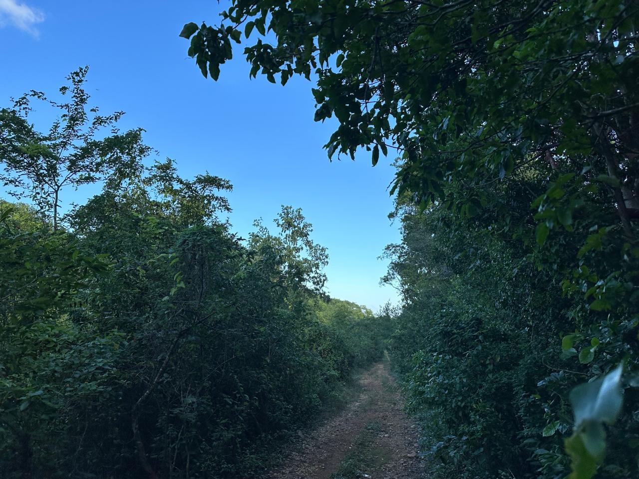 Prime-1.88-Acres-Residential-Land-for-Sale-in-Duncans-Bay-Jamaica Third image of Clermont, Duncan's Bay in DUNCAN BAY, Trelawny, Jamaica - property is For Sale