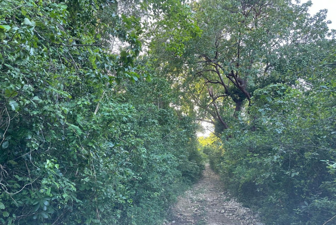 Fourth image of Clermont, Duncan's Bay in DUNCAN BAY, Trelawny, Jamaica - property is For Sale
