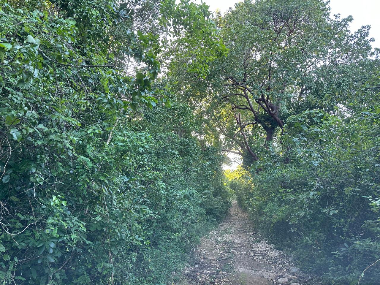 Prime-1.88-Acres-Residential-Land-for-Sale-in-Duncans-Bay-Jamaica Fourth image of Clermont, Duncan's Bay in DUNCAN BAY, Trelawny, Jamaica - property is For Sale