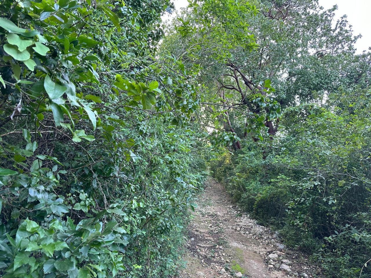 Prime-1.88-Acres-Residential-Land-for-Sale-in-Duncans-Bay-Jamaica Fifth image of Clermont, Duncan's Bay in DUNCAN BAY, Trelawny, Jamaica - property is For Sale