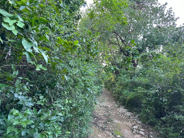 Fifth image of Clermont, Duncan's Bay in DUNCAN BAY, Trelawny, Jamaica - property is For Sale