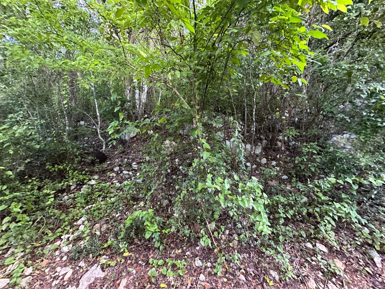 Prime-1.88-Acres-Residential-Land-for-Sale-in-Duncans-Bay-Jamaica Seventh image of Clermont, Duncan's Bay in DUNCAN BAY, Trelawny, Jamaica - property is For Sale