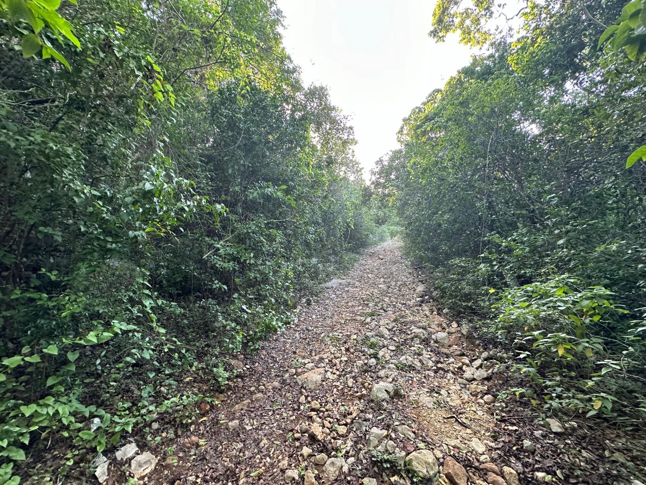 Prime-1.88-Acres-Residential-Land-for-Sale-in-Duncans-Bay-Jamaica Ninth image of Clermont, Duncan's Bay in DUNCAN BAY, Trelawny, Jamaica - property is For Sale