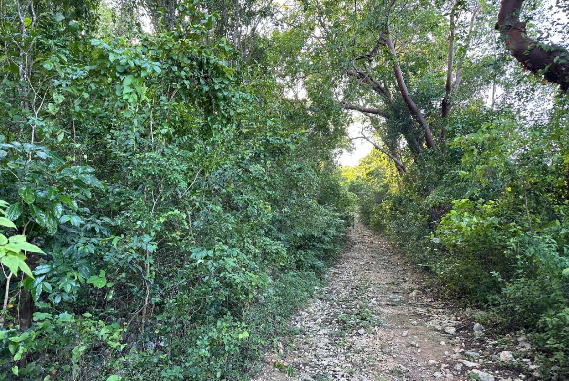 Tenth image of Clermont, Duncan's Bay in DUNCAN BAY, Trelawny, Jamaica - property is For Sale