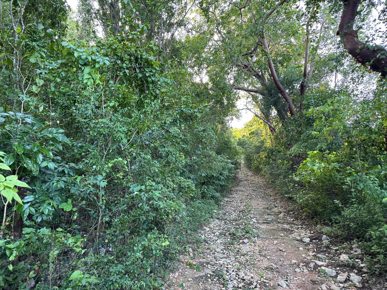 Prime-1.88-Acres-Residential-Land-for-Sale-in-Duncans-Bay-Jamaica Tenth image of Clermont, Duncan's Bay in DUNCAN BAY, Trelawny, Jamaica - property is For Sale