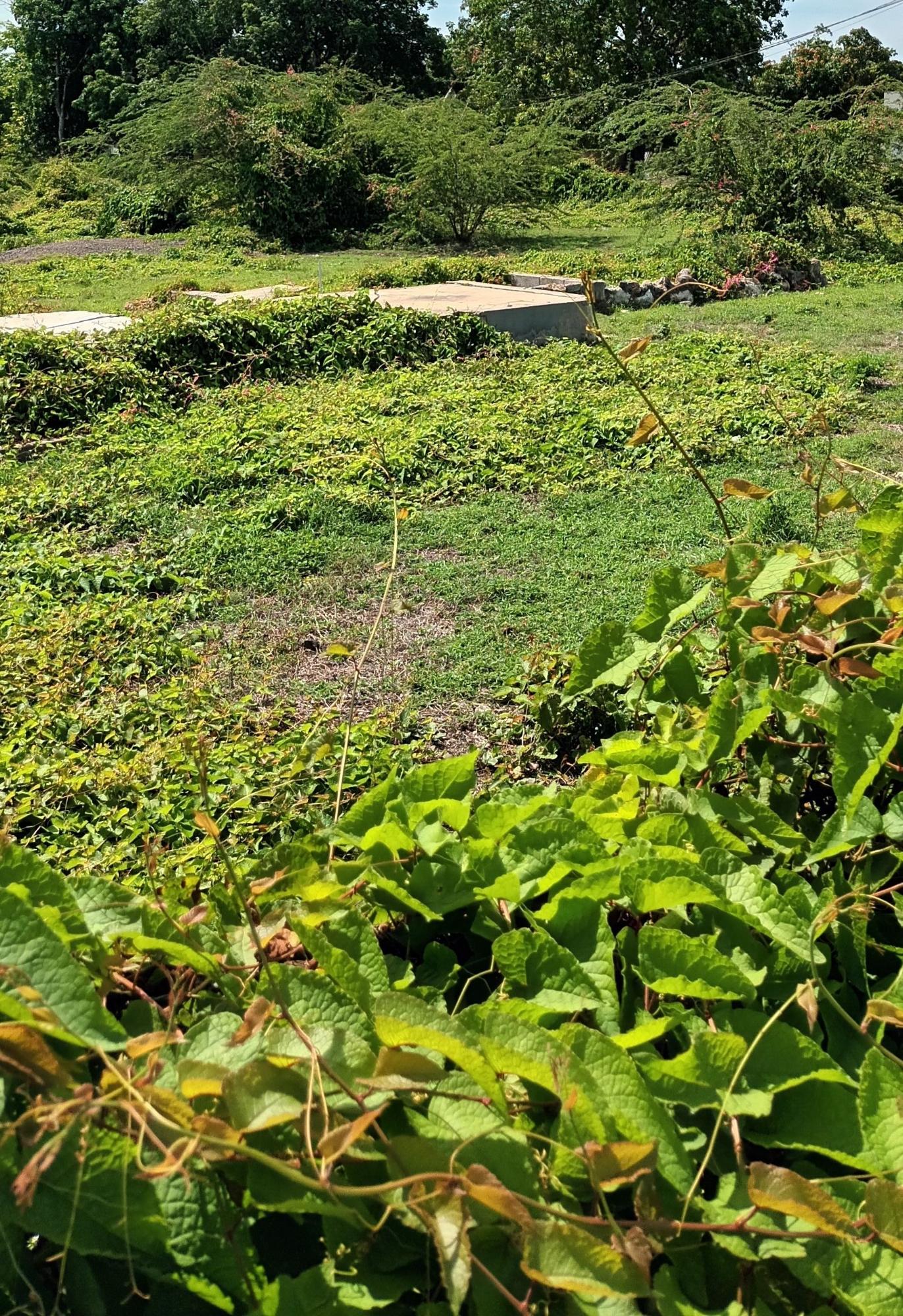 Prime-12-Acre-Residential-Lot-for-Sale-in-Clarendon-Jamaica Second image of Hayes Main Road in Hayes, Clarendon, Jamaica - property is For Sale
