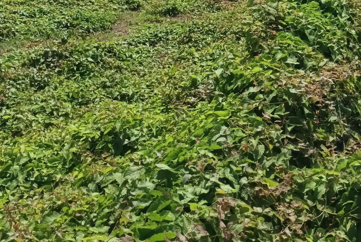 First image of Hayes Main Road in Hayes, Clarendon, Jamaica - property is For Sale