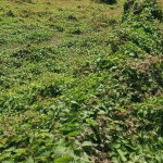 First image of Hayes Main Road in Hayes, Clarendon, Jamaica - property is For Sale
