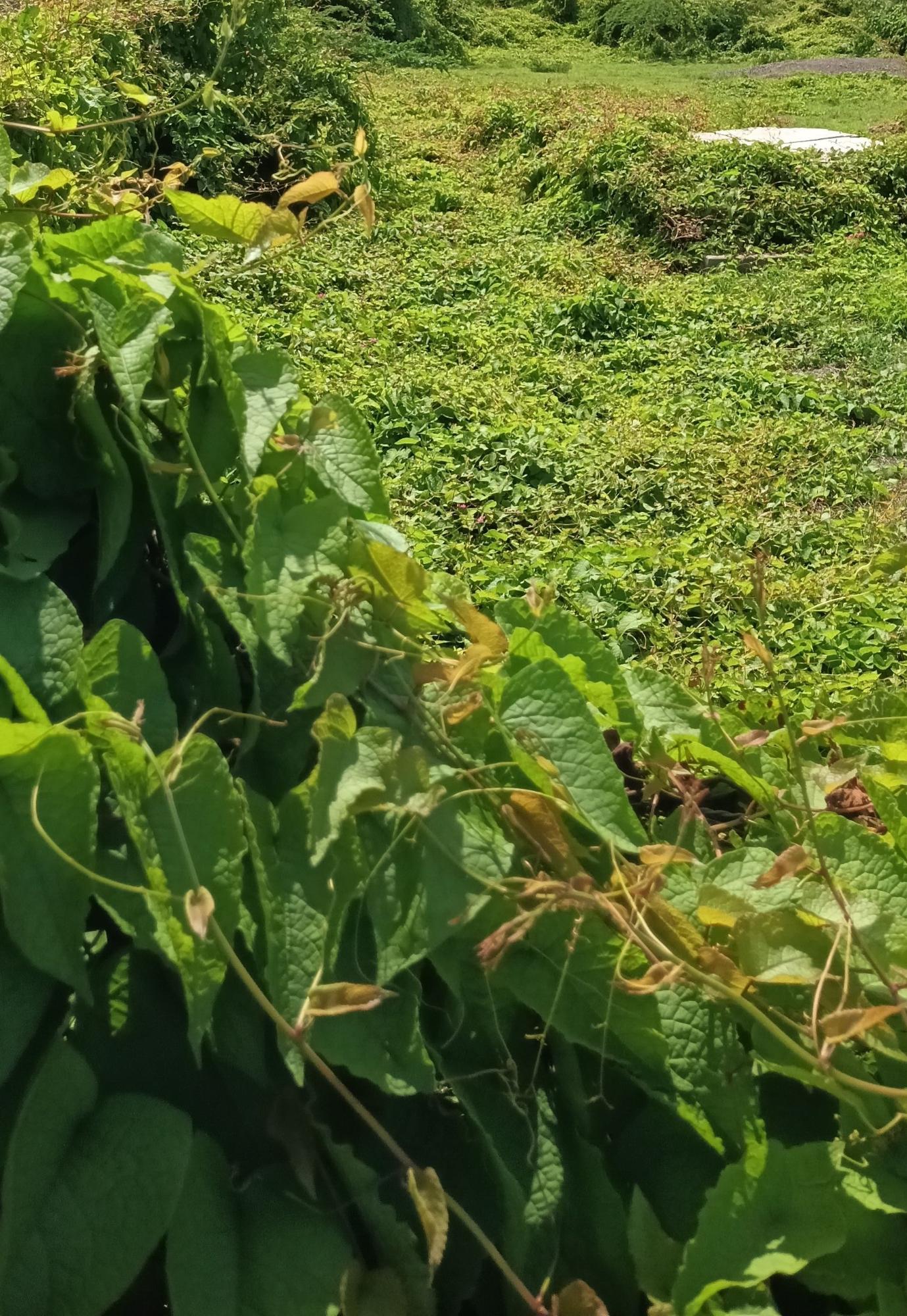Prime-12-Acre-Residential-Lot-for-Sale-in-Clarendon-Jamaica Fourth image of Hayes Main Road in Hayes, Clarendon, Jamaica - property is For Sale