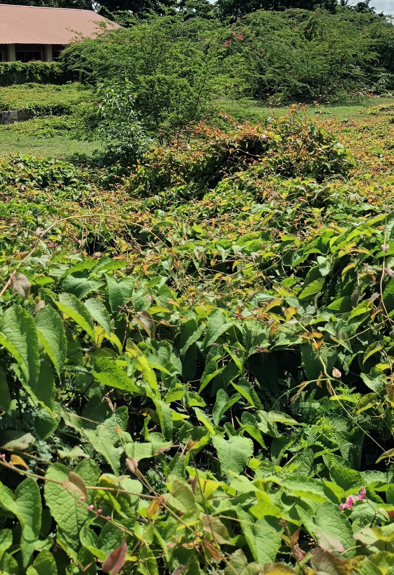Prime-12-Acre-Residential-Lot-for-Sale-in-Clarendon-Jamaica Fifth image of Hayes Main Road in Hayes, Clarendon, Jamaica - property is For Sale