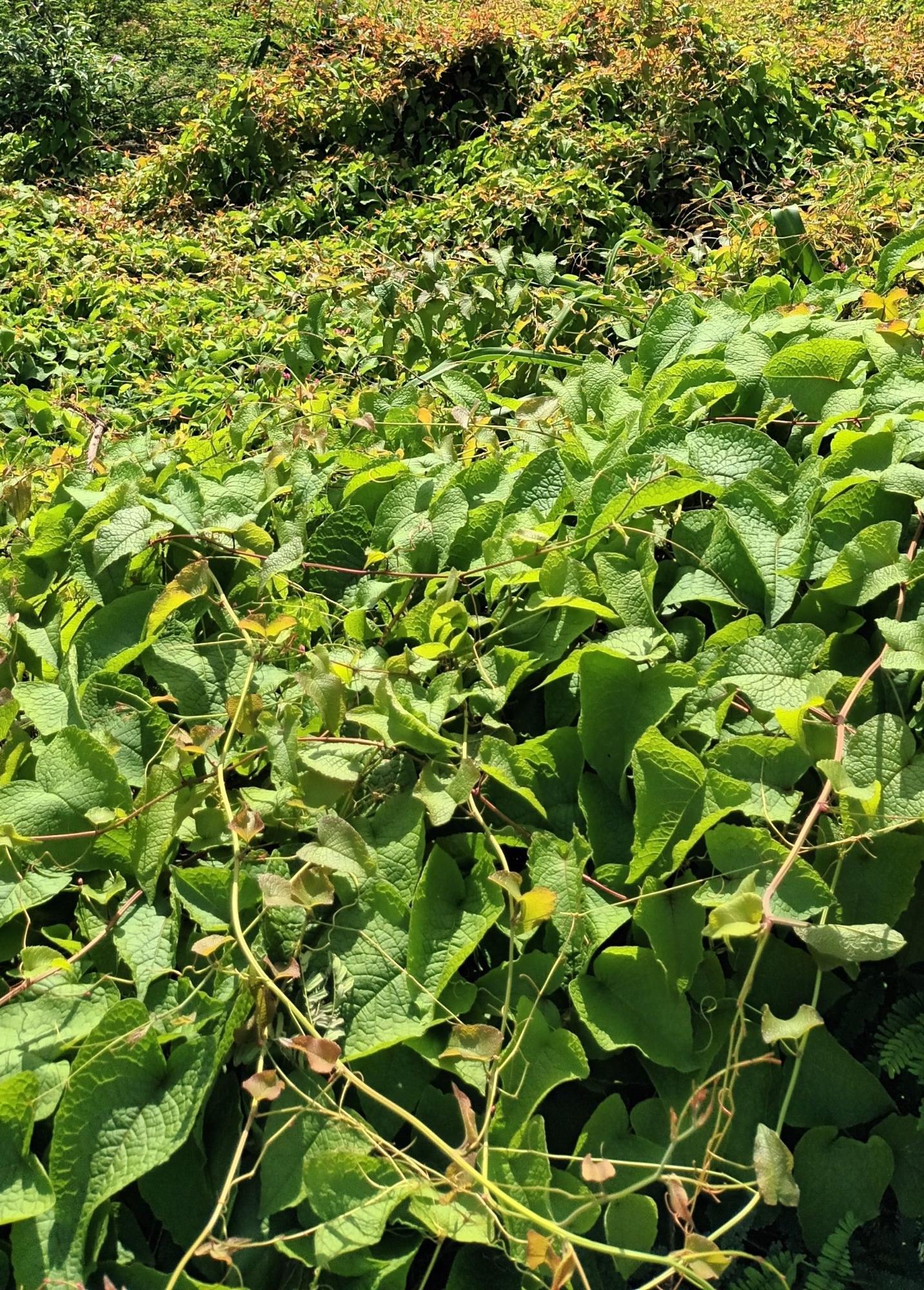 Prime-12-Acre-Residential-Lot-for-Sale-in-Clarendon-Jamaica Sixth image of Hayes Main Road in Hayes, Clarendon, Jamaica - property is For Sale