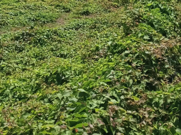 First image of Hayes Main Road in Hayes, Clarendon, Jamaica - property is For Sale