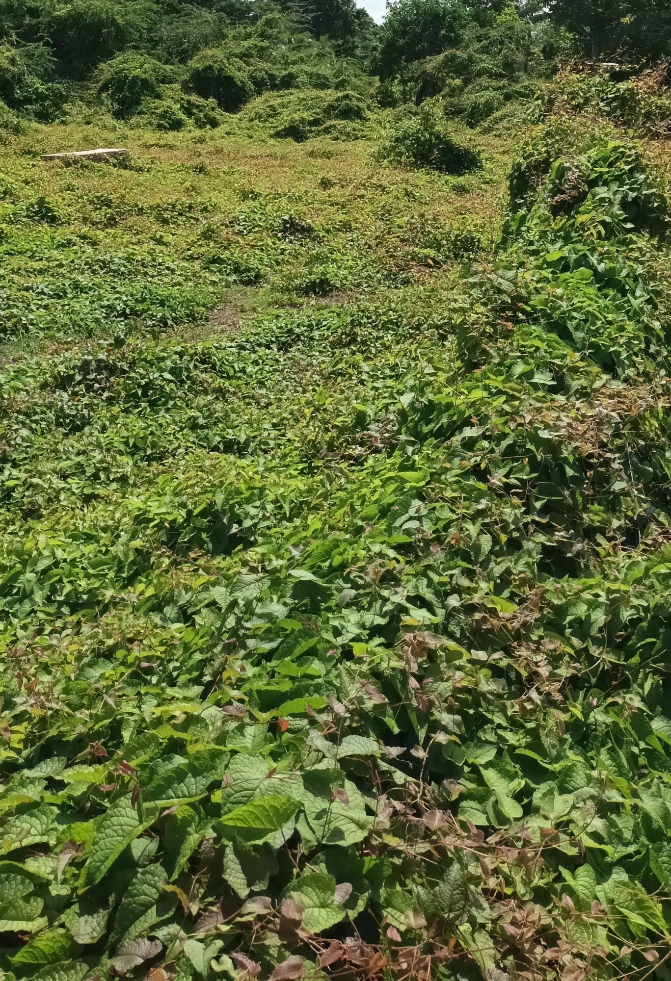 Prime-12-Acre-Residential-Lot-for-Sale-in-Clarendon-Jamaica First image of Hayes Main Road in Hayes, Clarendon, Jamaica - property is For Sale