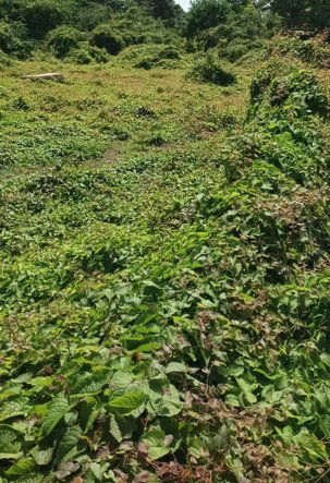 First image of Hayes Main Road in Hayes, Clarendon, Jamaica - property is For Sale
