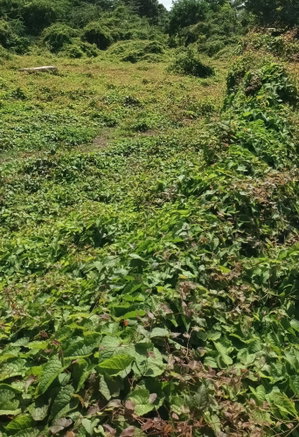 First image of Hayes Main Road in Hayes, Clarendon, Jamaica - property is For Sale