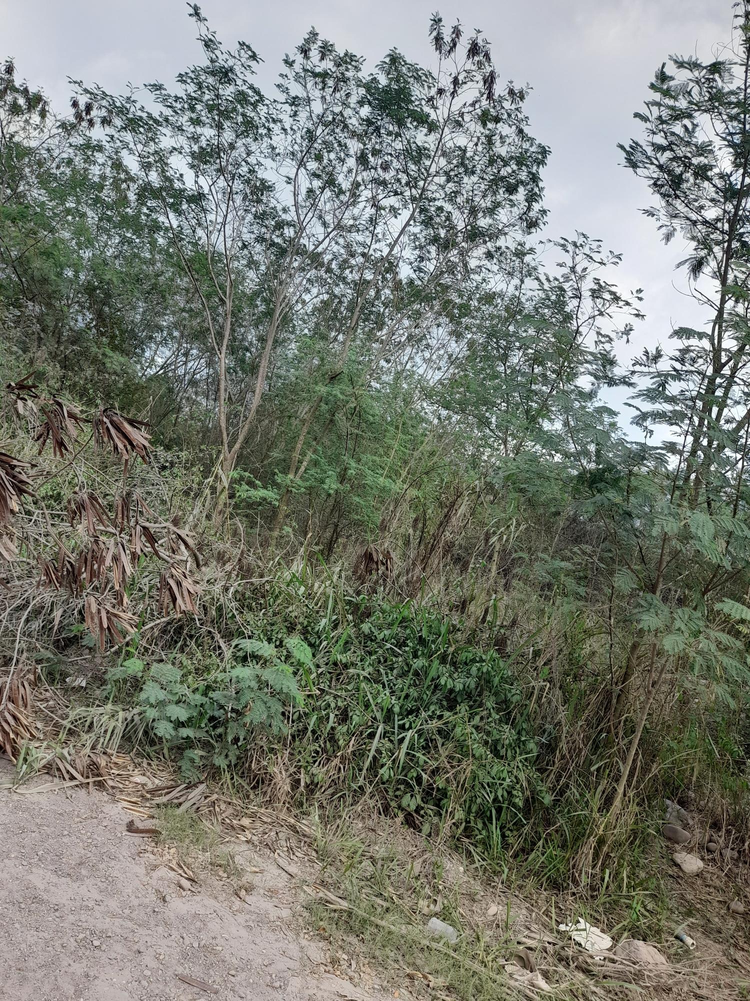 Third image of Lot 1 Coates Pen May Pen Claren in May Pen, Clarendon, Jamaica - property is For Sale