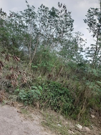 Third image of Lot 1 Coates Pen May Pen Claren in May Pen, Clarendon, Jamaica - property is For Sale