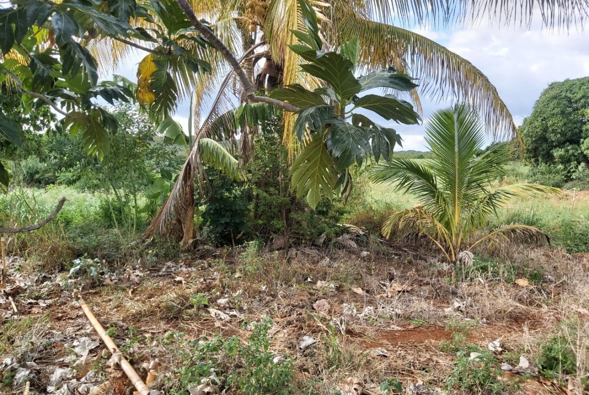 Fourth image of New Forrest po Manchester in New Forest, Manchester, Jamaica - property is For Sale