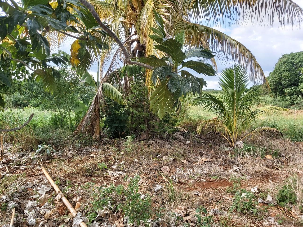 Prime-13-Acre-Residential-Lot-for-Sale-in-New-Forest-Jamaica Fourth image of New Forrest po Manchester in New Forest, Manchester, Jamaica - property is For Sale