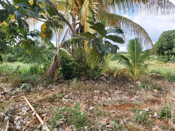 Fifth image of New Forrest po Manchester in New Forest, Manchester, Jamaica - property is For Sale