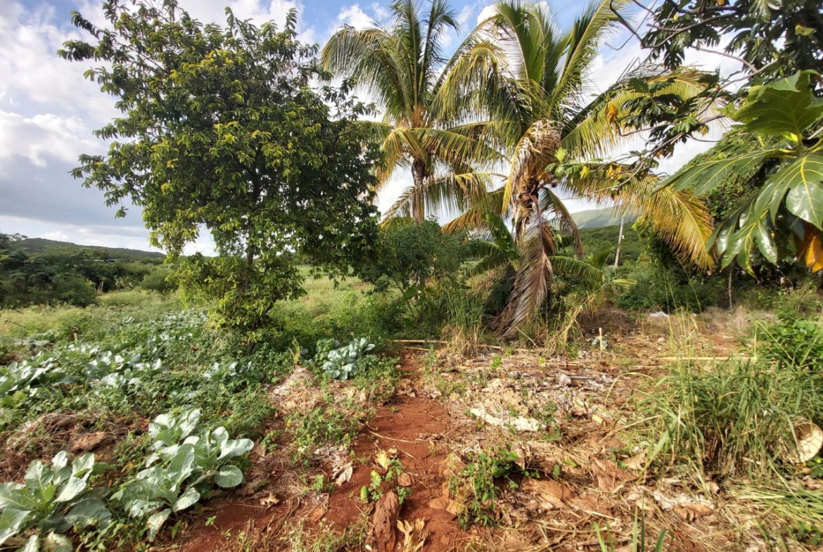 Ninth image of New Forrest po Manchester in New Forest, Manchester, Jamaica - property is For Sale
