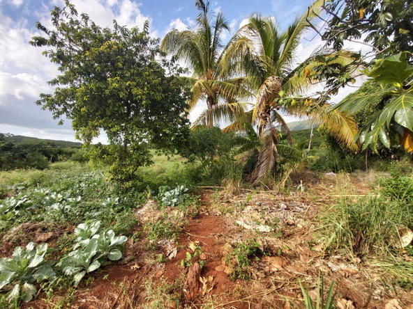 Ninth image of New Forrest po Manchester in New Forest, Manchester, Jamaica - property is For Sale