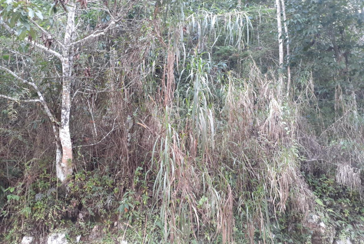 Sixth image of Sligoville in Sligoville, St. Catherine, Jamaica - property is For Sale