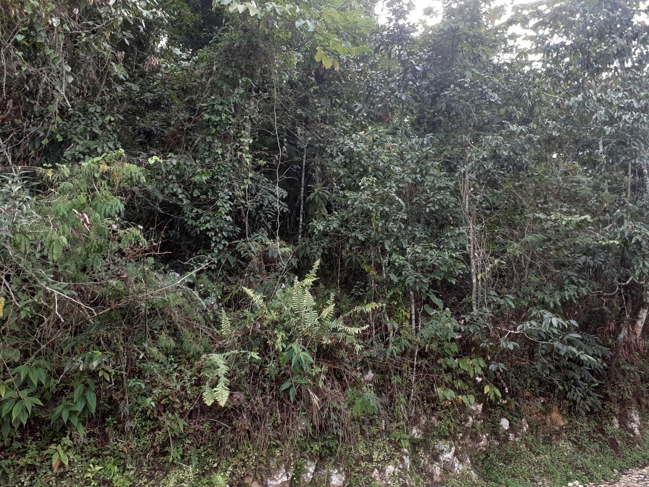Prime-14-Acre-Residential-Lot-for-Sale-in-Sligoville-St.-Catherine Seventh image of Sligoville in Sligoville, St. Catherine, Jamaica - property is For Sale