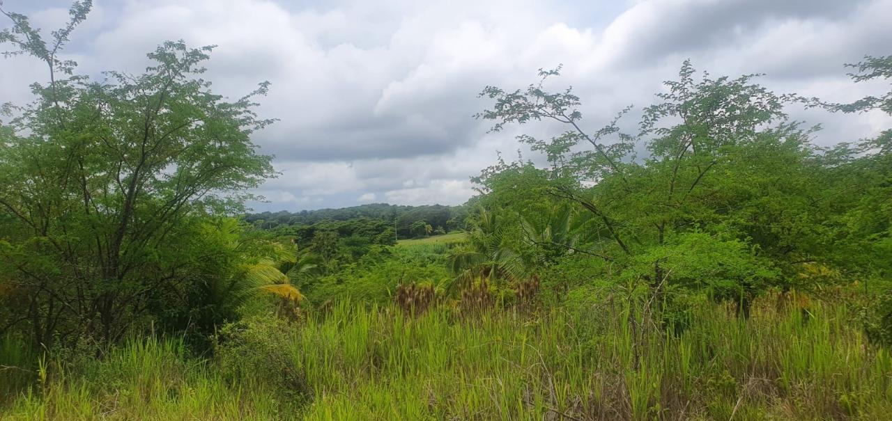 Prime-15-Acre-Residential-Lot-for-Sale-in-St.-Mary-Jamaica Third image of 1-friendship Islington Po, St. Mary in Friendship, St. Mary, Jamaica - property is For Sale