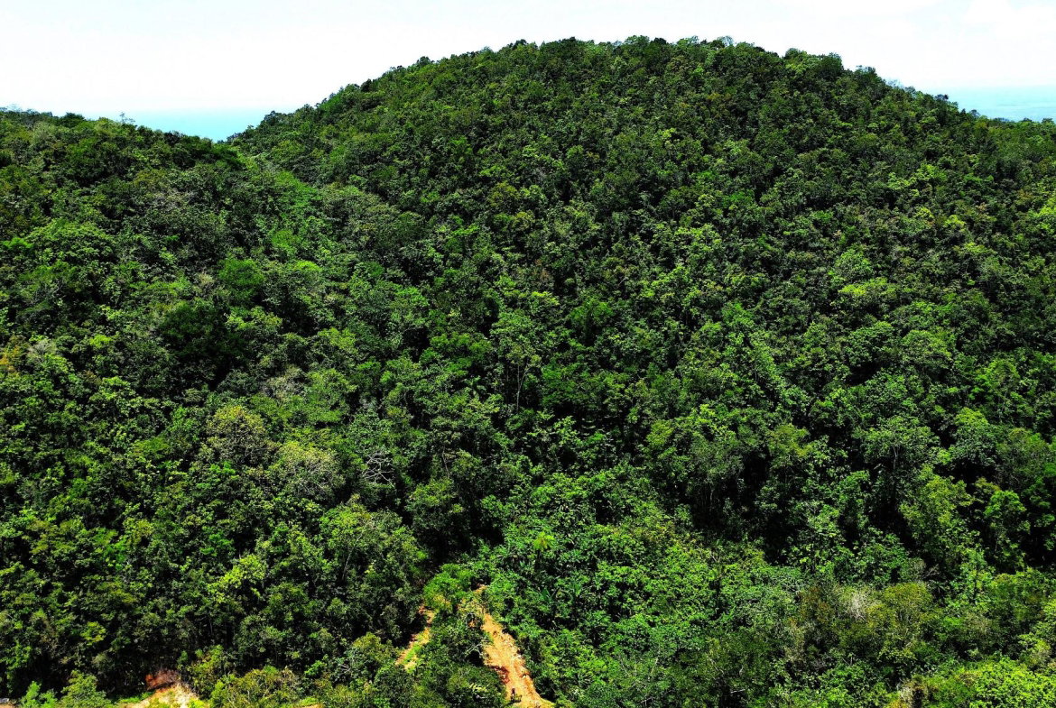Fourth image of Rock Hall in Rock Hall, St. Andrew, Jamaica - property is For Sale