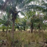 First image of Colbeck Pen in Old Harbour, St. Catherine, Jamaica - property is For Sale