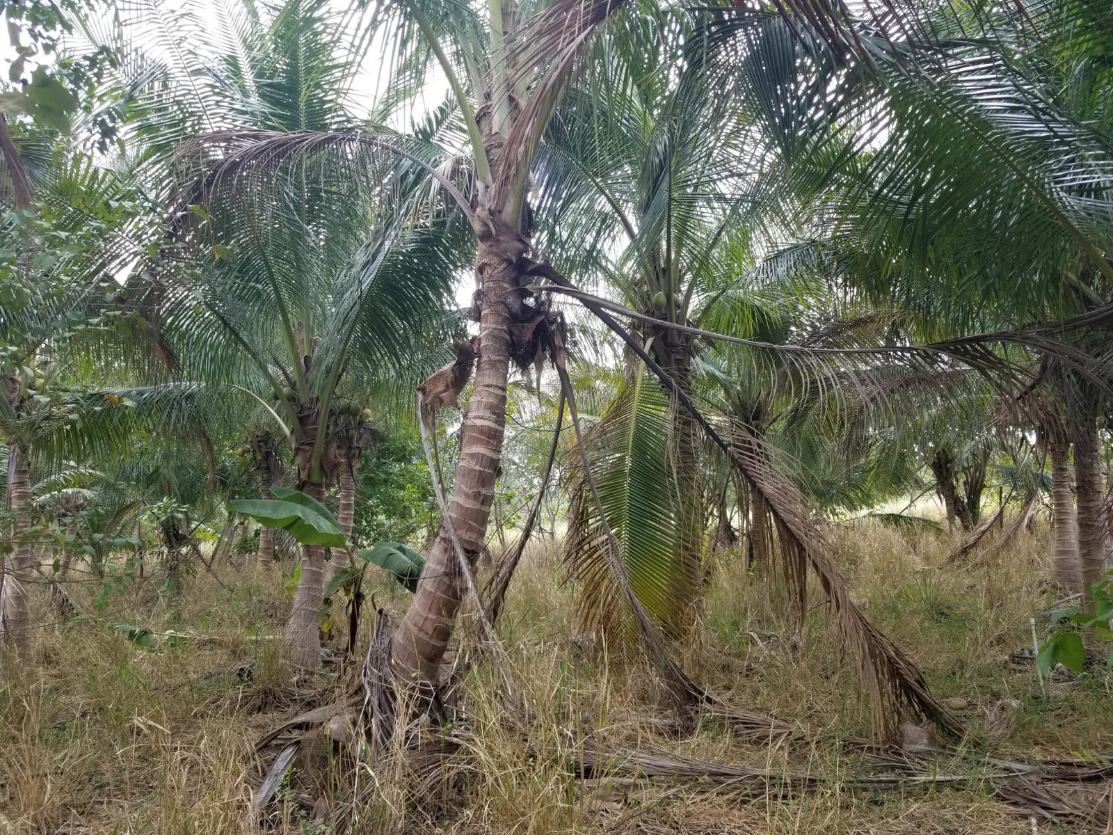Fourth image of Colbeck Pen in Old Harbour, St. Catherine, Jamaica - property is For Sale