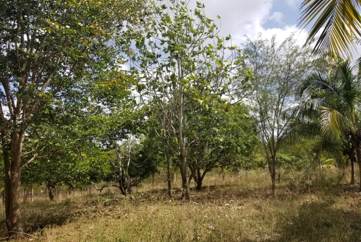 Fifth image of Colbeck Pen in Old Harbour, St. Catherine, Jamaica - property is For Sale